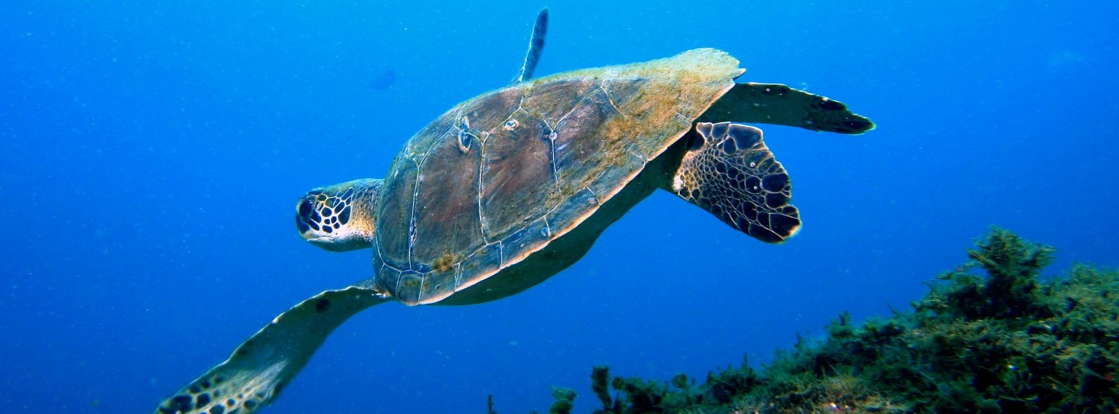 Mergulho na Ilha do Arvoredo com tartarugas!